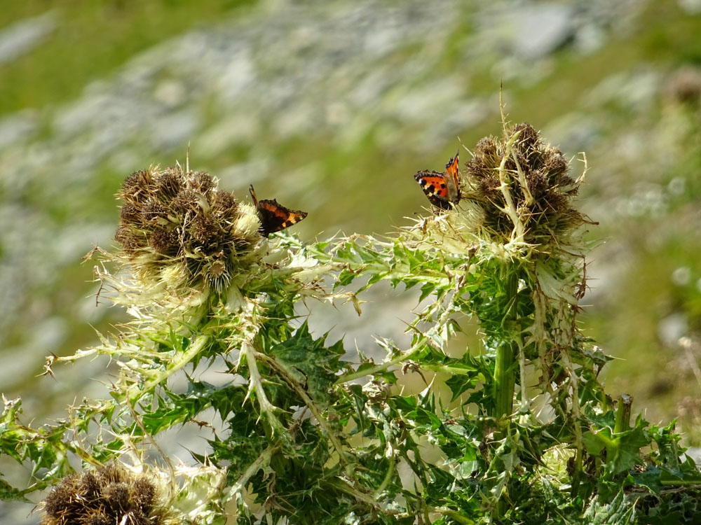 20220803 NF_Stubai_Michael-29.jpg