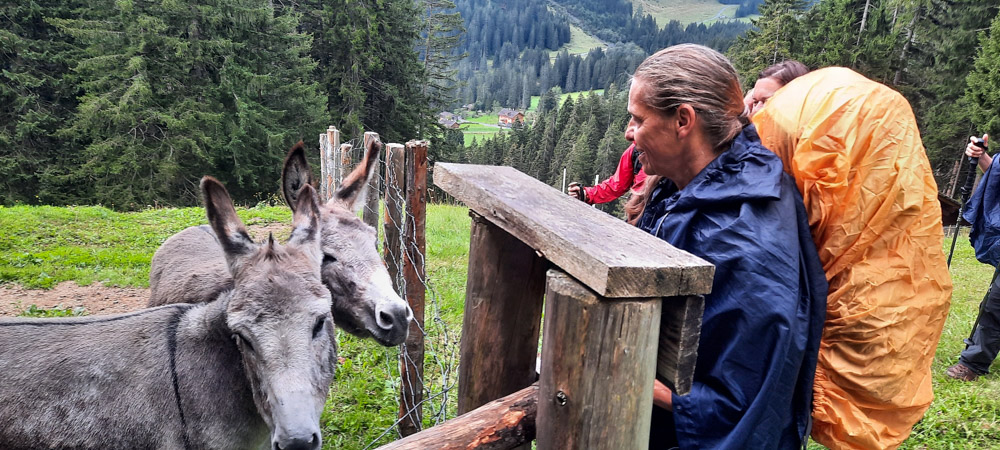 20220908 NF_Bergziegen im Montafon_Anke-26.jpg