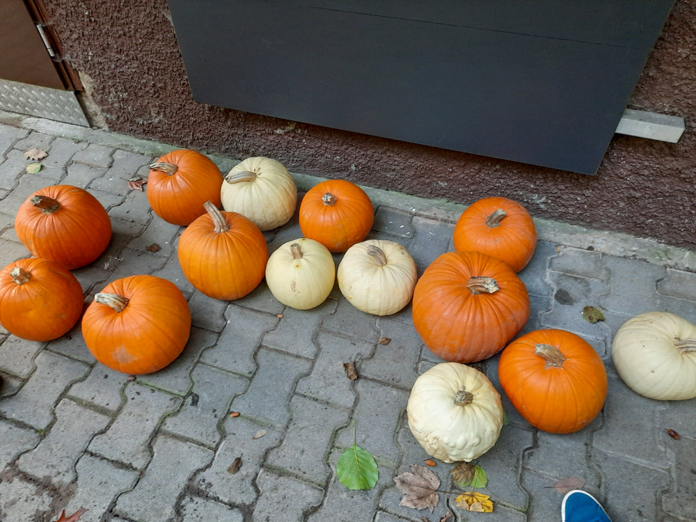 20221023 NF_Kürbisschnitzen_Anke-3.jpg
