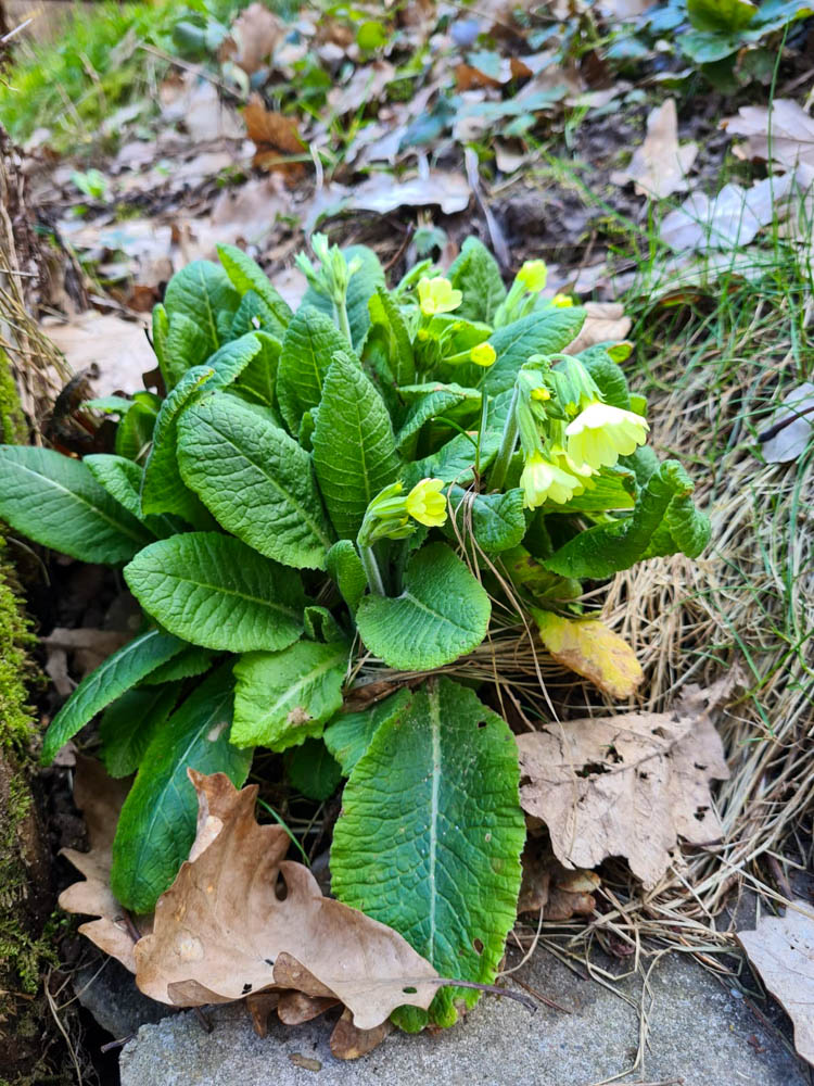 20230318 NF_Arbeitseinsatz_Karl-9.jpg