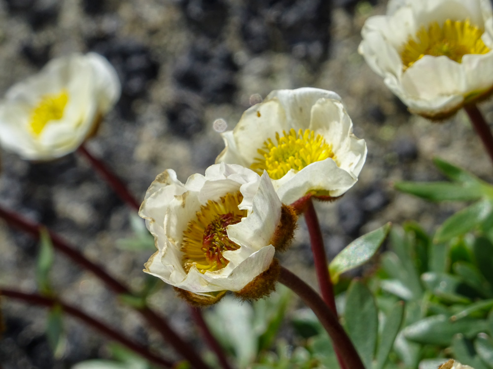 20230708 NF-Gletschertour_Sascha-5.jpg