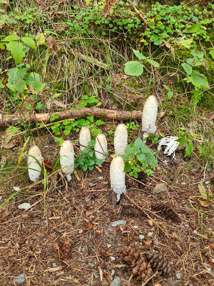 20231015 NF_Herbstwanderung_Sabine-7.jpg