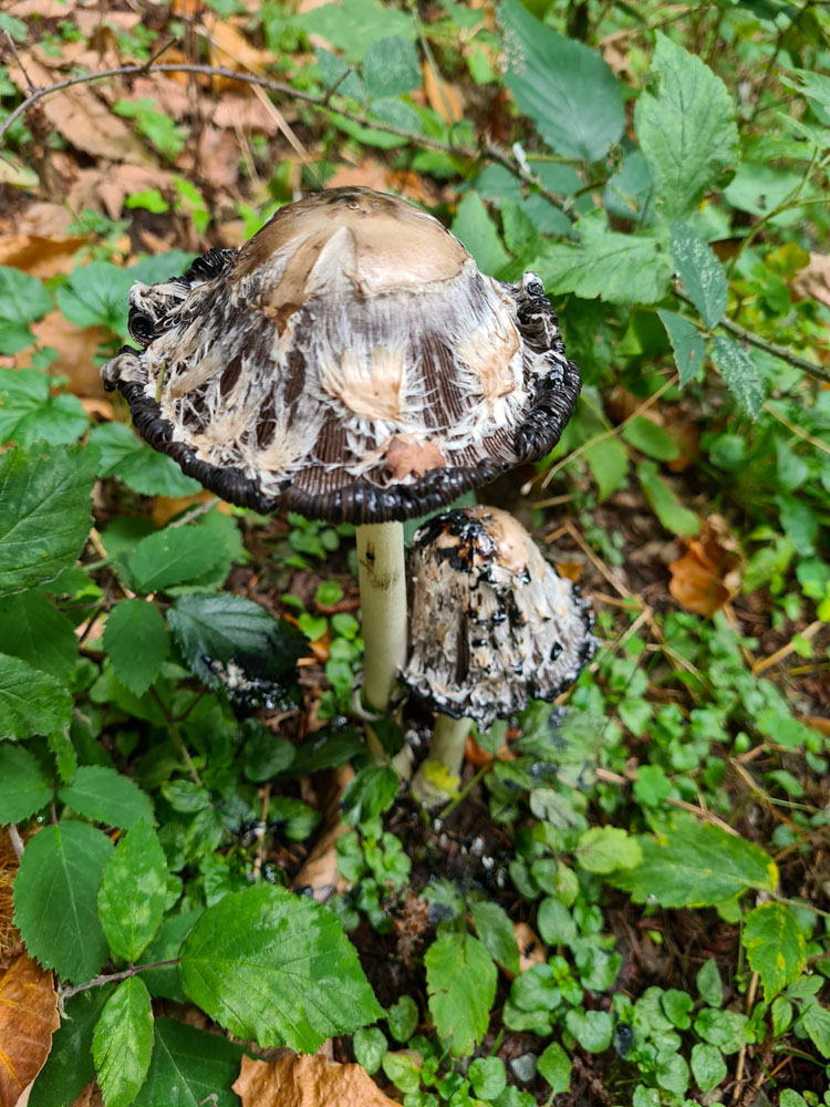 20231015 NF_Herbstwanderung_Sabine-36.jpg