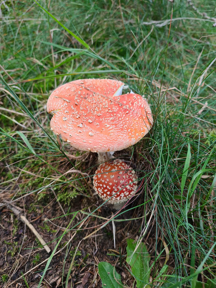 20231015 NF_Herbstwanderung_Sabine.jpg