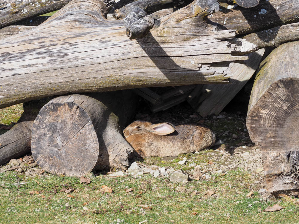 20240210 NF_Ski Freizeit_Imogen-84.jpg