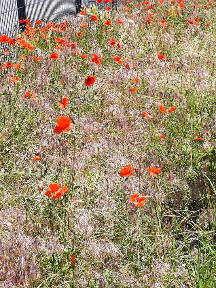 20240615 NF_Fahrradtour Lampertheim_Anke-8.jpg