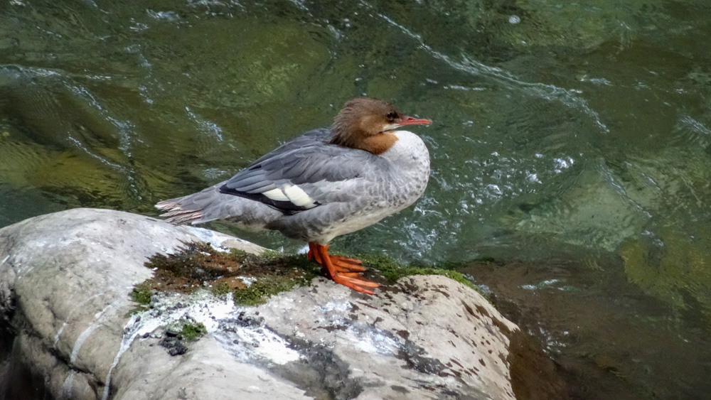 20240829 NF_Kleinwalsertal_Heinz-75.jpg