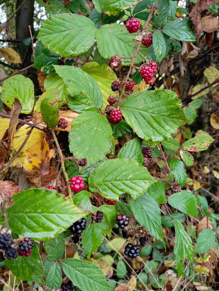 20241101 NF_Saisonabschlußwanderung_Anke-8.jpg