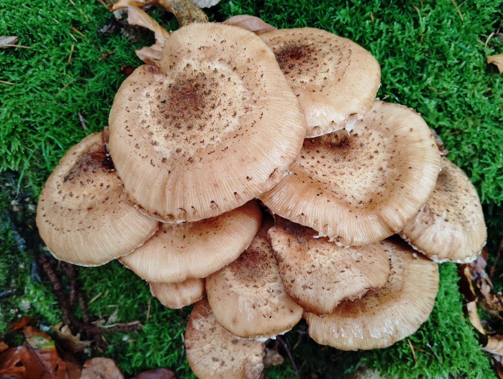 20241101 NF_Saisonabschlußwanderung_Anke-9.jpg