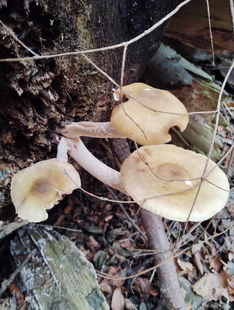 20241101 NF_Saisonabschlußwanderung_Anke-13.jpg