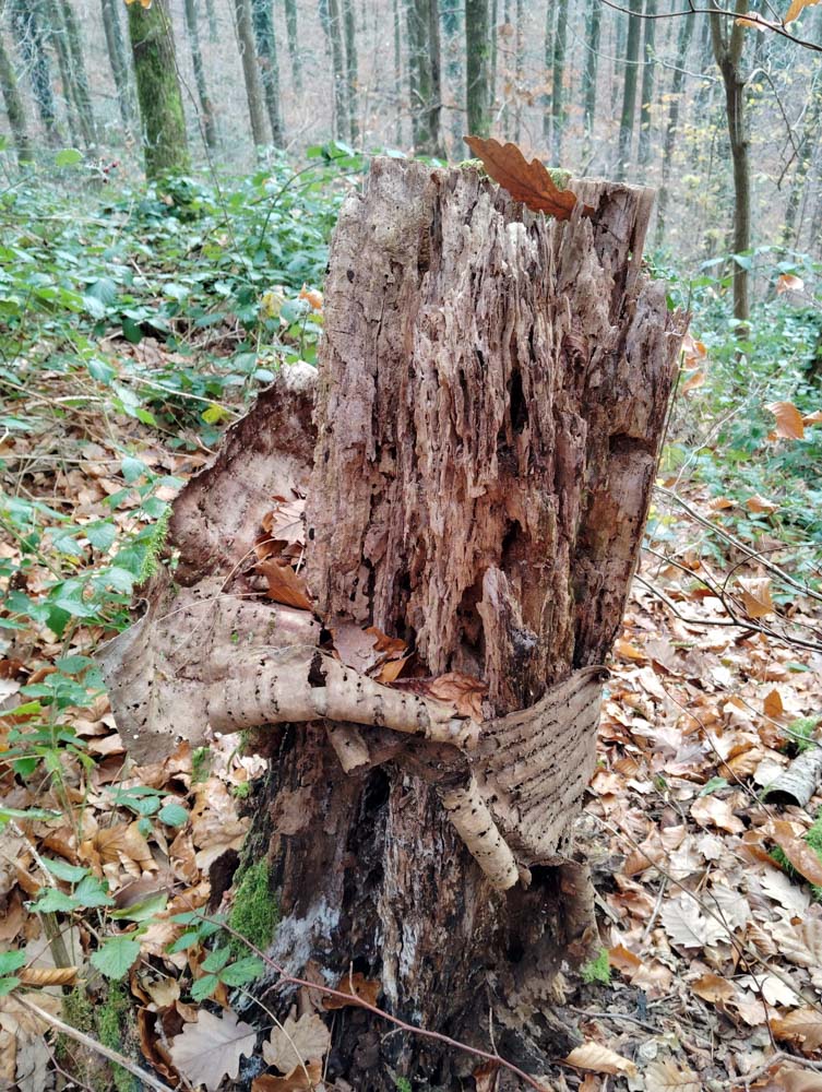 20241208 NF_Adventswanderung ins Blaue_Sabine-6.jpg