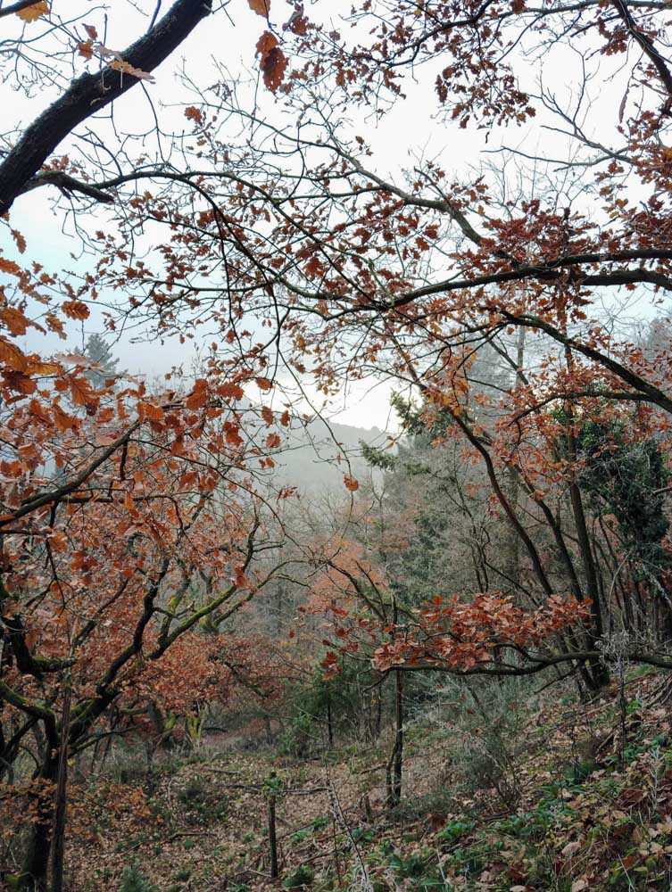 20241208 NF_Adventswanderung ins Blaue_Sabine-8.jpg