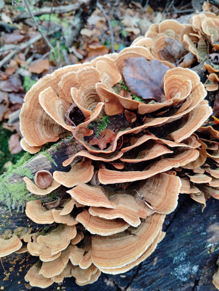 20241208 NF_Adventswanderung ins Blaue_Sabine-9.jpg