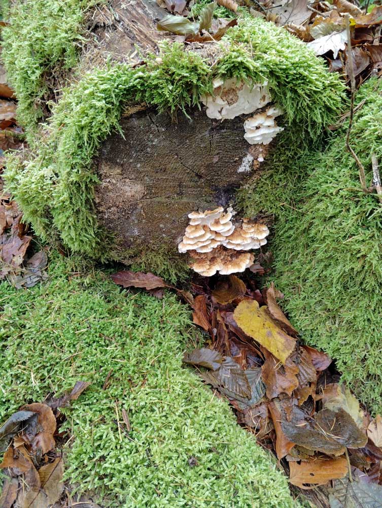 20241208 NF_Adventswanderung ins Blaue_Sabine-18.jpg