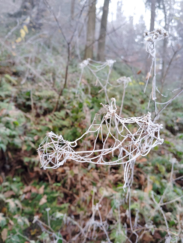 20241208 NF_Adventswanderung ins Blaue_Sabine-25.jpg