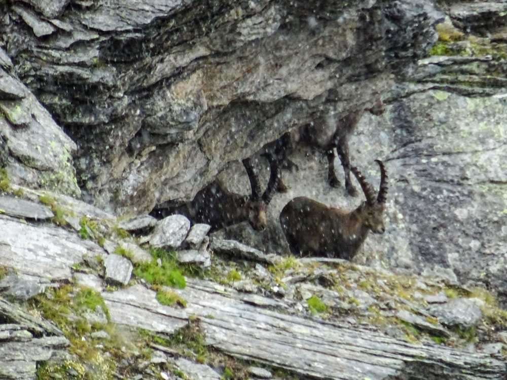 Hochgebirgstour_Zillertal_Sascha (43).jpg