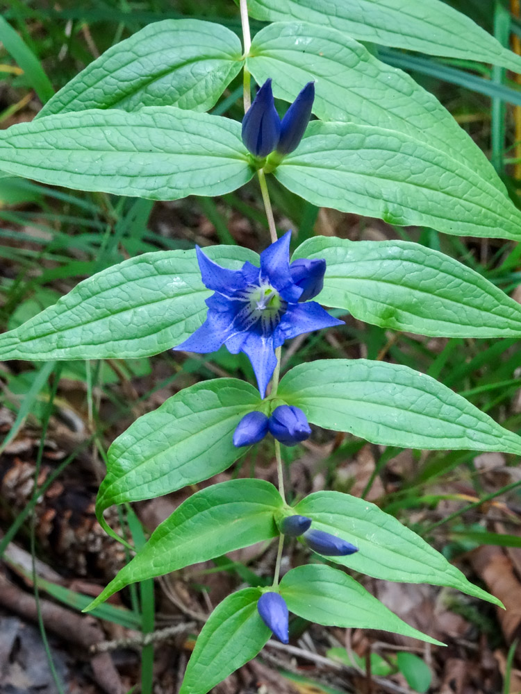 20250830 NF_Wilder Kaiser_Heinz-5.jpg