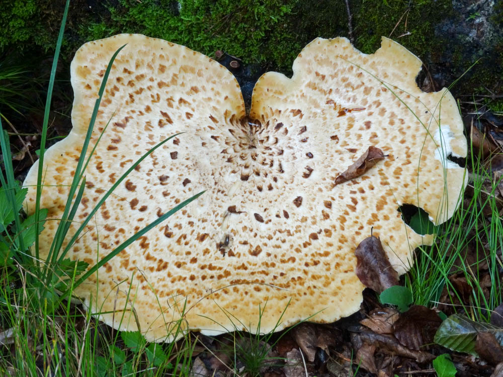 20250830 NF_Wilder Kaiser_Heinz-30.jpg