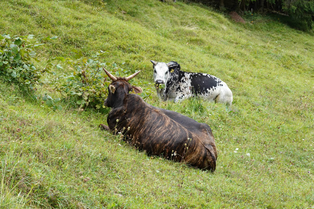 20250830 NF_Wilder Kaiser_Karl-7.jpg