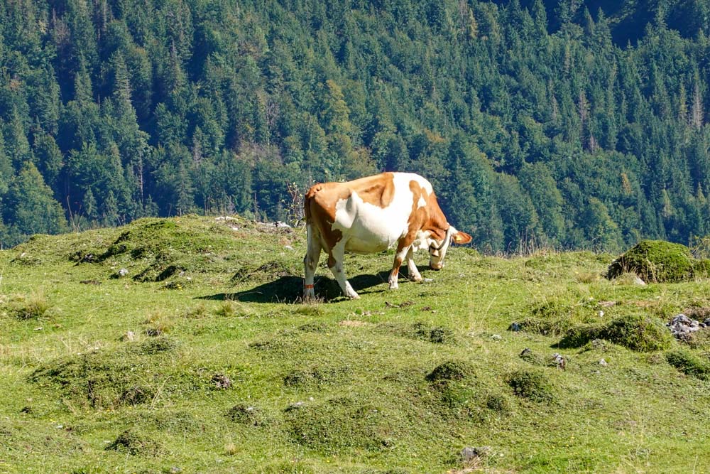 20250830 NF_Wilder Kaiser_Karl-13.jpg