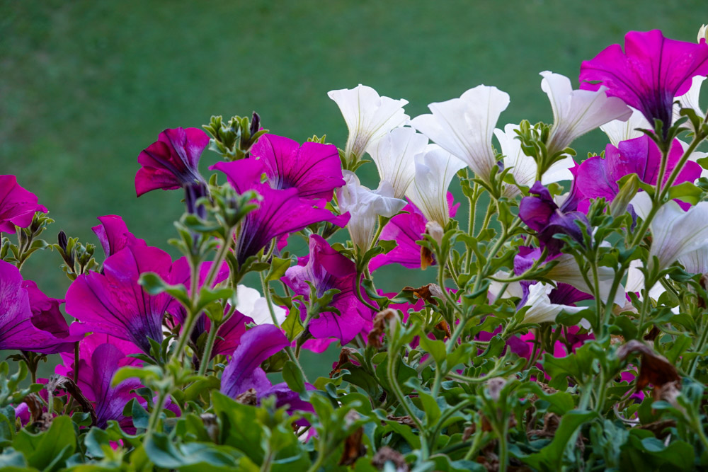 20250830 NF_Wilder Kaiser_Karl-32.jpg