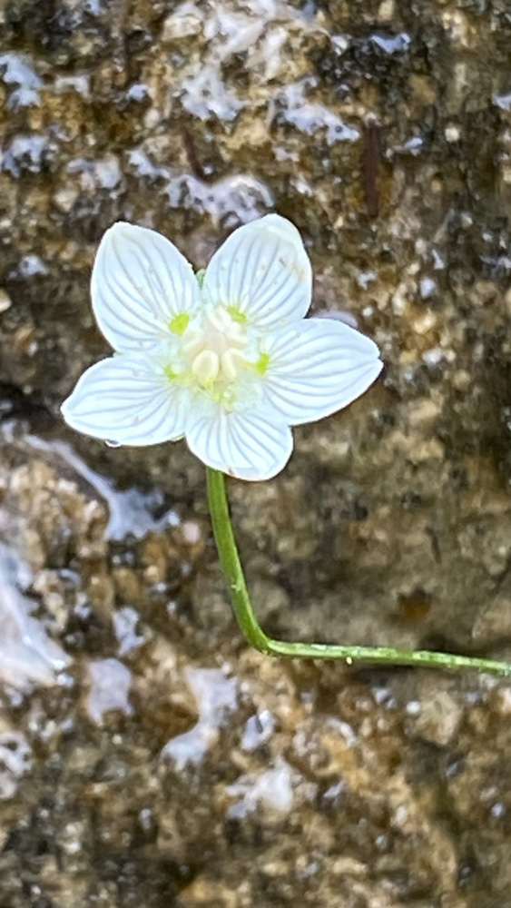 20250830 NF_Wilder Kaiser_Kirsten-15.jpg