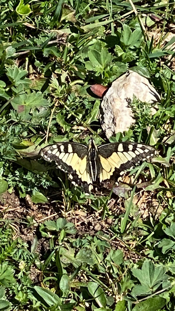 20250830 NF_Wilder Kaiser_Kirsten-44.jpg