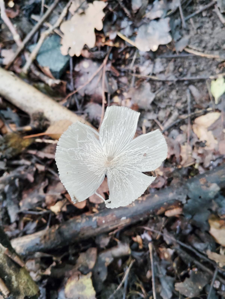 20250928 NF-Pfungstädter Moor_Sabine - 1.jpg