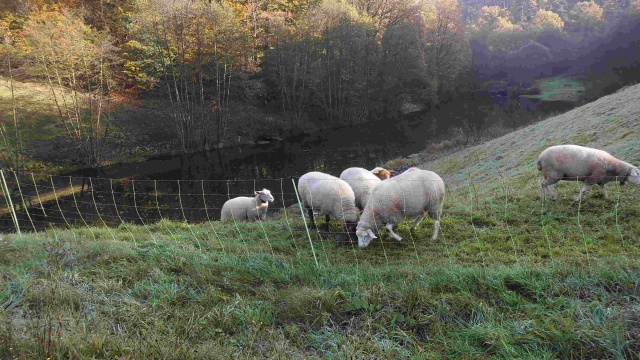 Saisonabschlusswanderung_10-2014_003.jpg