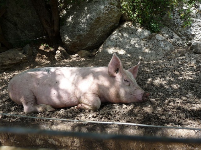 Ardeche_06-2015_037.JPG