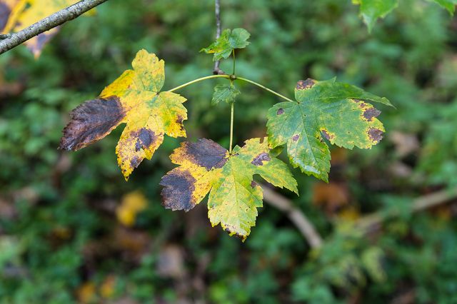 Kleines_Lautertal_10-2015_015.jpg