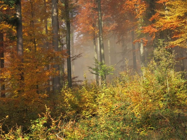 Saisonabschlusswanderung_11-2015_008.JPG