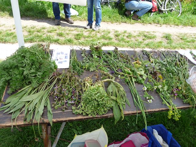 Bluetenwegseinweihung_04-2016_103 (26).JPG