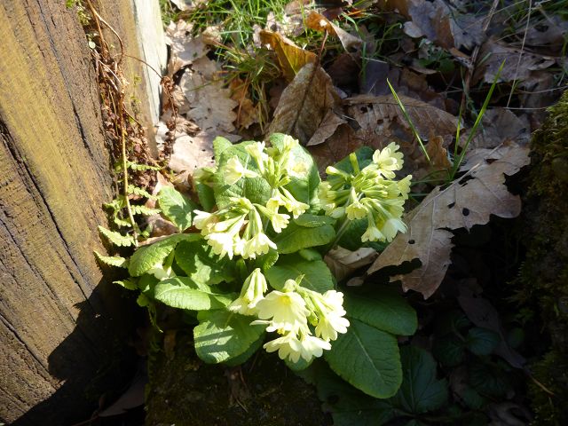 Arbeitseinsatz 03-2016_001.JPG