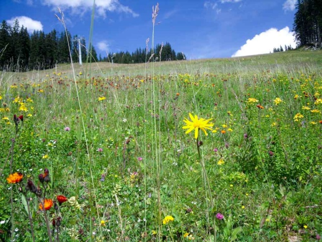 20160801_NF-FF_Hinterglemm_Christel Menges_40233281.jpg