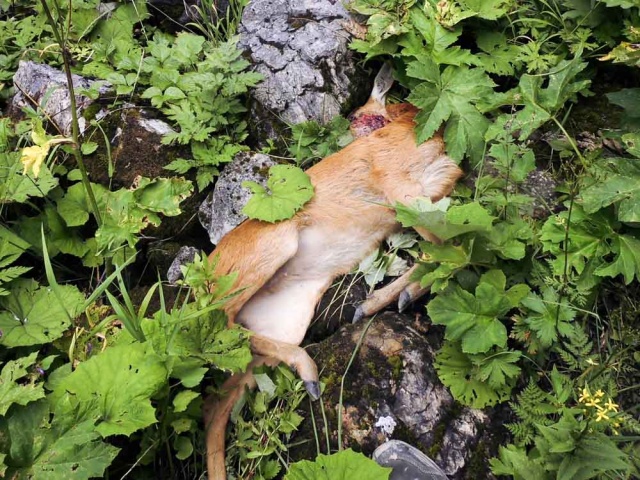 20160811_NF-FF_Steinbocktour_Sascha Gernold_7012.jpg