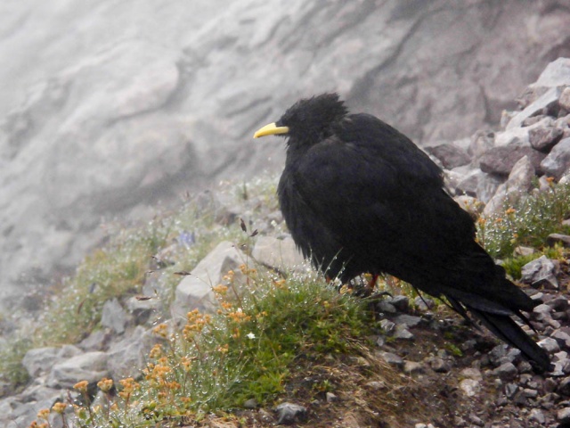 20160811_NF-FF_Steinbocktour_Sascha Gernold_27053.jpg