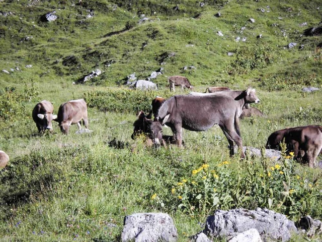 20160811_NF-FF_Steinbocktour_Sascha Gernold_49098.jpg