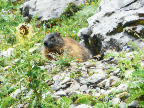 20160811_NF-FF_Steinbockrunde_Anke Kiessling_45140301.jpg
