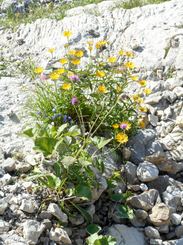 20160811_NF-FF_Steinbockrunde_Anke Kiessling_45140505.jpg
