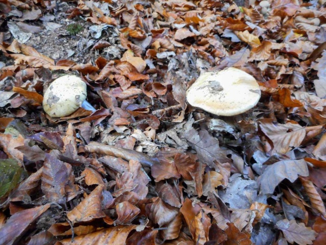 20161101_NF-FF_Letzte Einkehr__Anke Kiessling-7131655.jpg