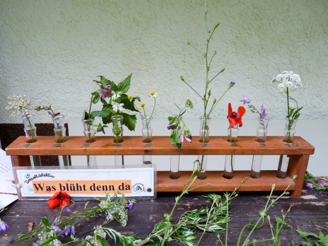 Tag_der_Artenvielfalt_06-2016_063.jpg