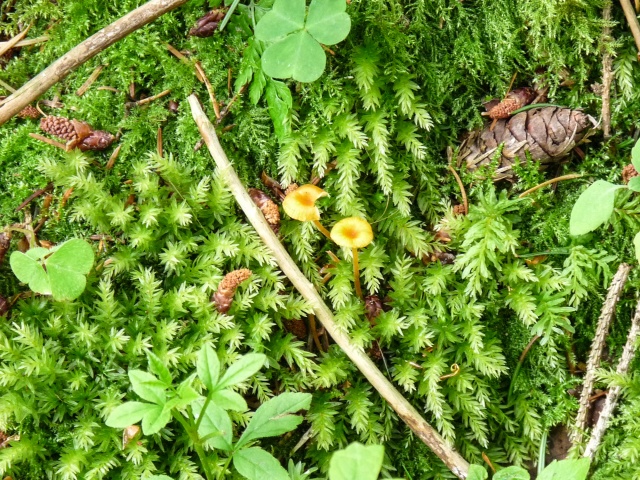 Tag_der_Artenvielfalt_06-2016_098.jpg