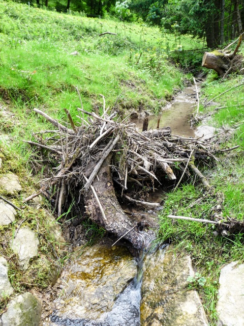 Tag_der_Artenvielfalt_06-2016_101.jpg