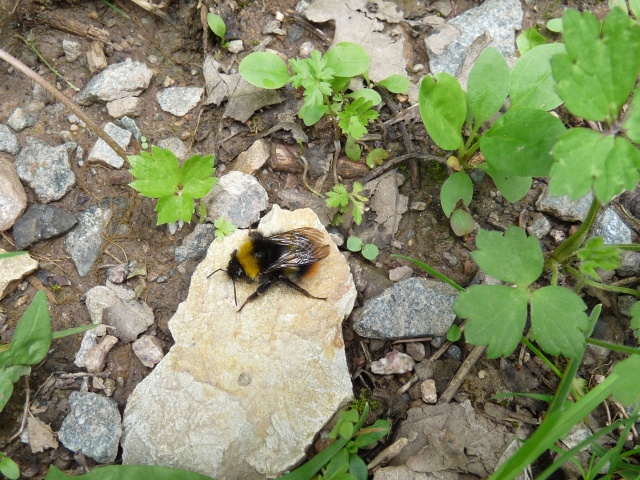 Tag_der_Artenvielfalt_06-2016_125.jpg