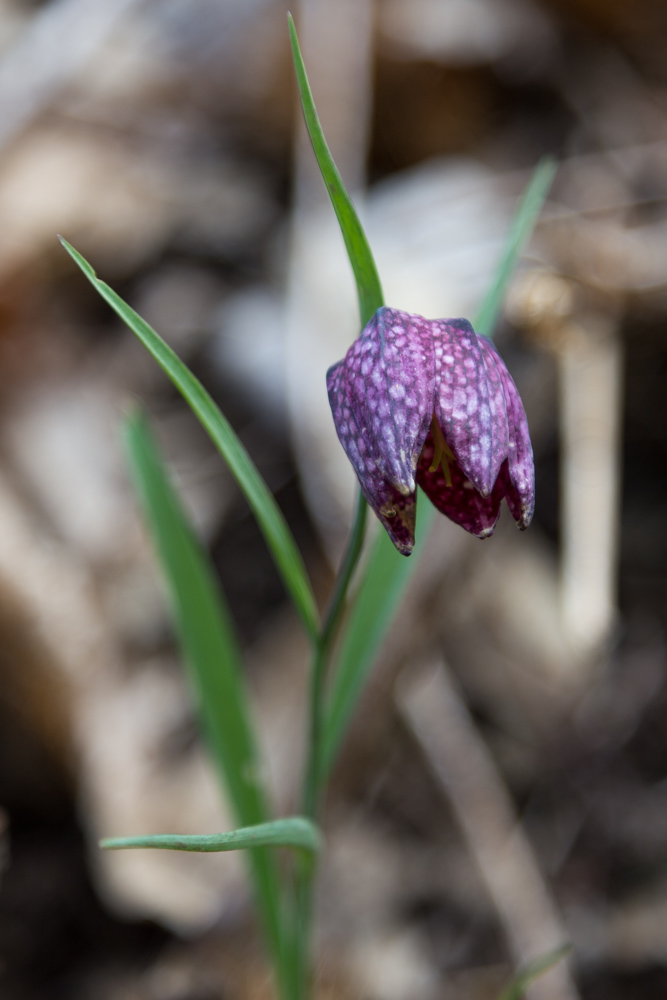 20170308_NF_Ostern_Karl-35.jpg