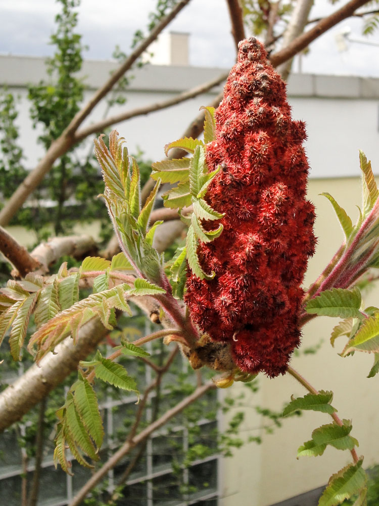 20170423 NF_Blütenwegfest_KN-4.jpg