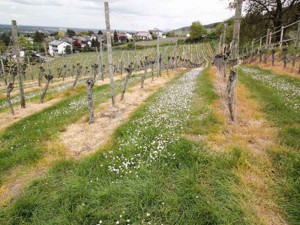 20170423 NF_Blütenwegfest_KN-15.jpg