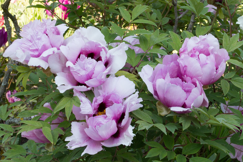 20170429 Hermannshof_Fotogruppe-45.jpg