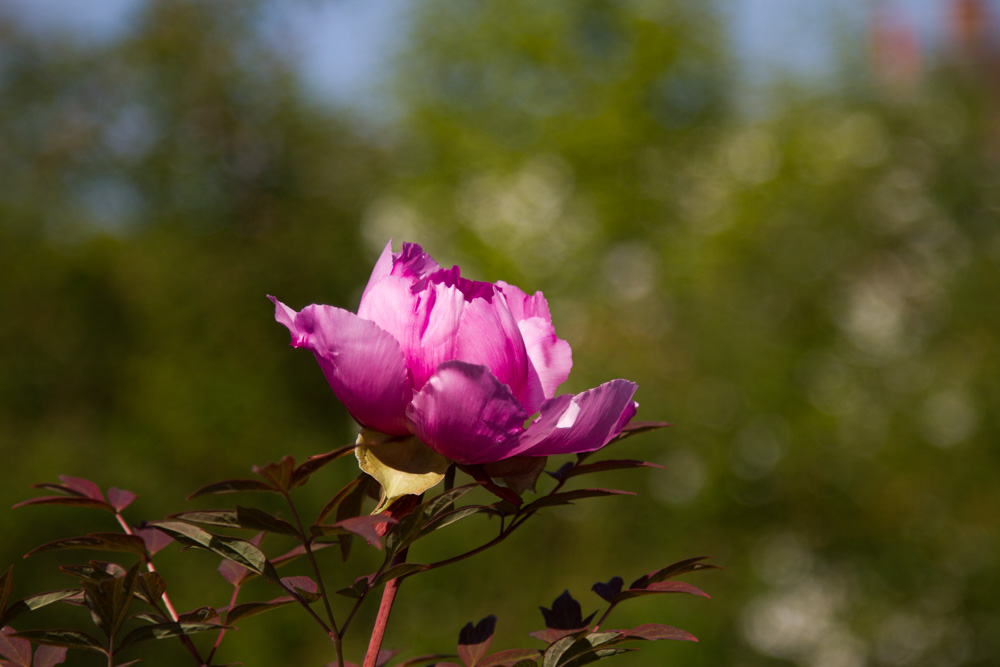 20170429 Hermannshof_Fotogruppe-64.jpg